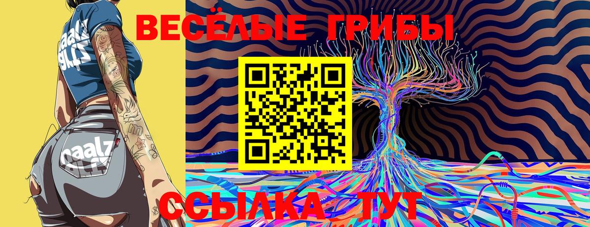 Тверь  Псилоцибиновые грибы прущие грибы  Псилоцибиновые грибы Psilocybe  Вход с VPN 